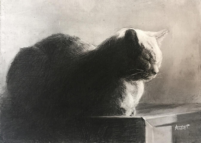 Charcoal scratchboard, portrait of a cat